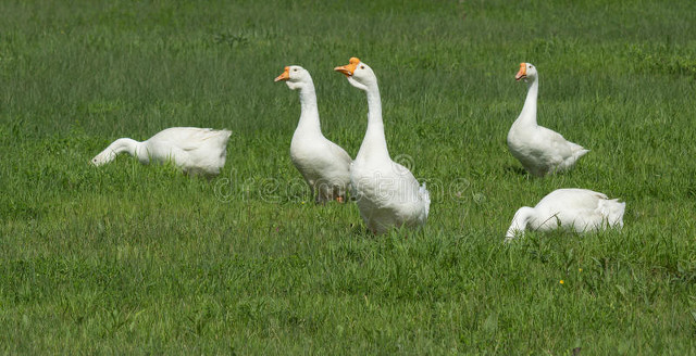 养鹅的利润那么高为什么大家不养,现在养殖鹅成本和利润高吗