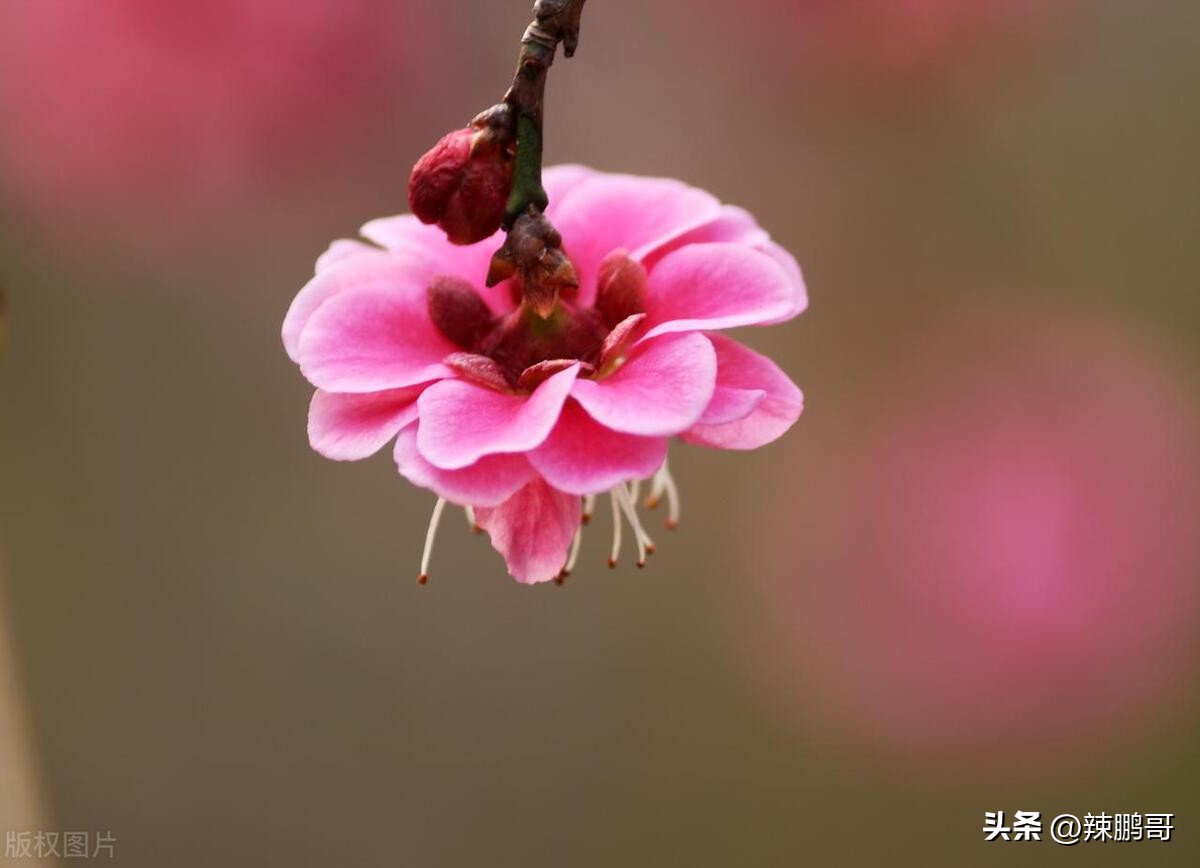 傲四字成语大全,带傲字的成语