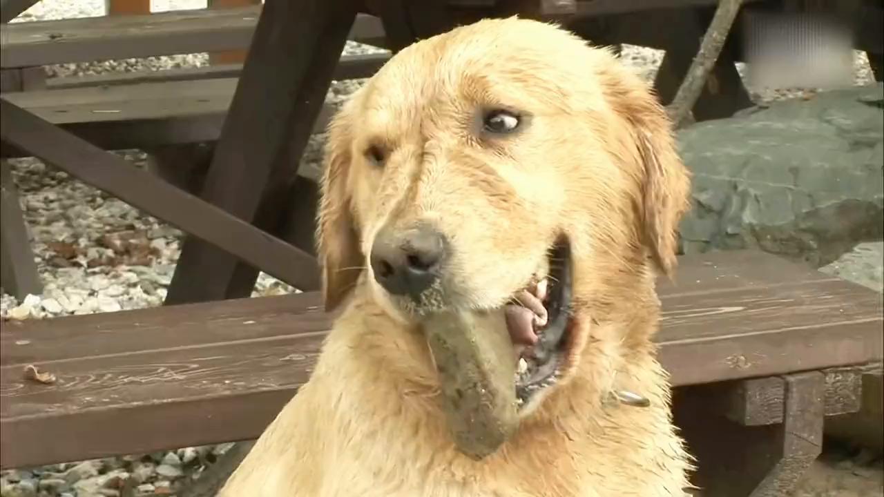 狗狗嘴巴叼着石头,狗狗一直啃石头