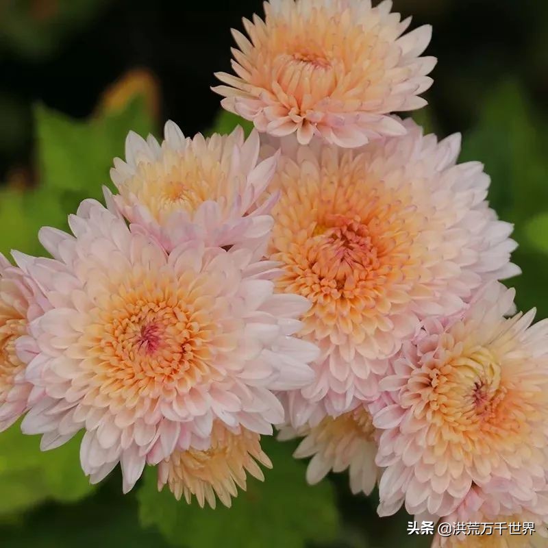 中国十大稀有珍贵菊花品种图片,一年四季开花的菊花有哪些品种