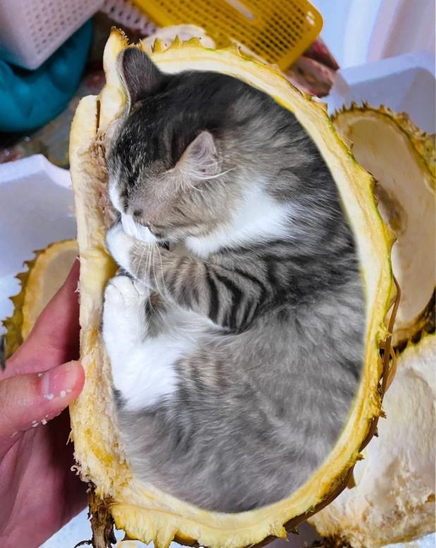 榴莲有点开口了有点长毛,榴莲靠近核的地方像长毛