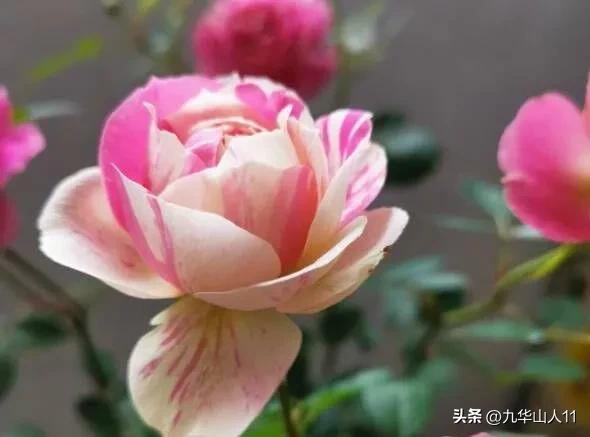 微型月季品种价格是多少 (微型月季品种有哪些)