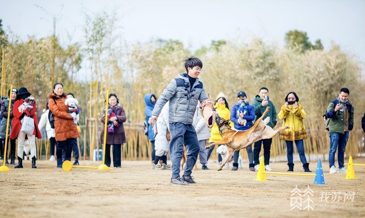 专业训练狗狗多少钱一个月,5000元一个月的狗狗培训