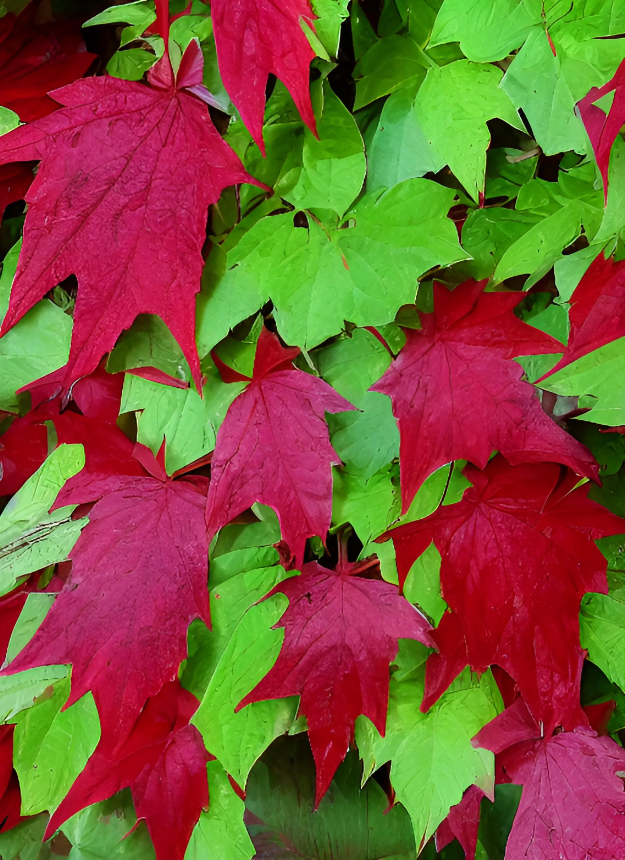 3叶爬山虎秋天叶子变红吗,爬山虎的叶子是先变红还是先变黄