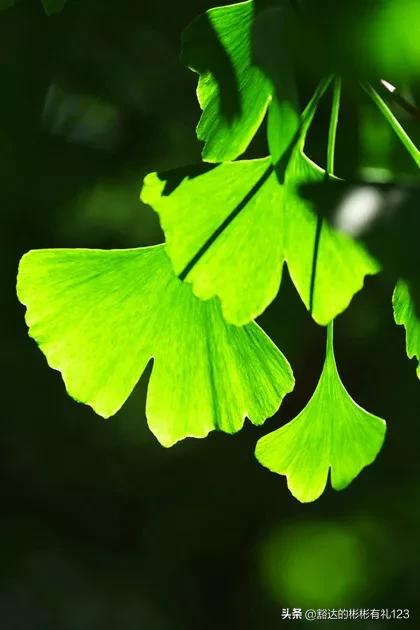 难得一见绝美一清二楚郁金香壁纸,难得一见雪景壁纸
