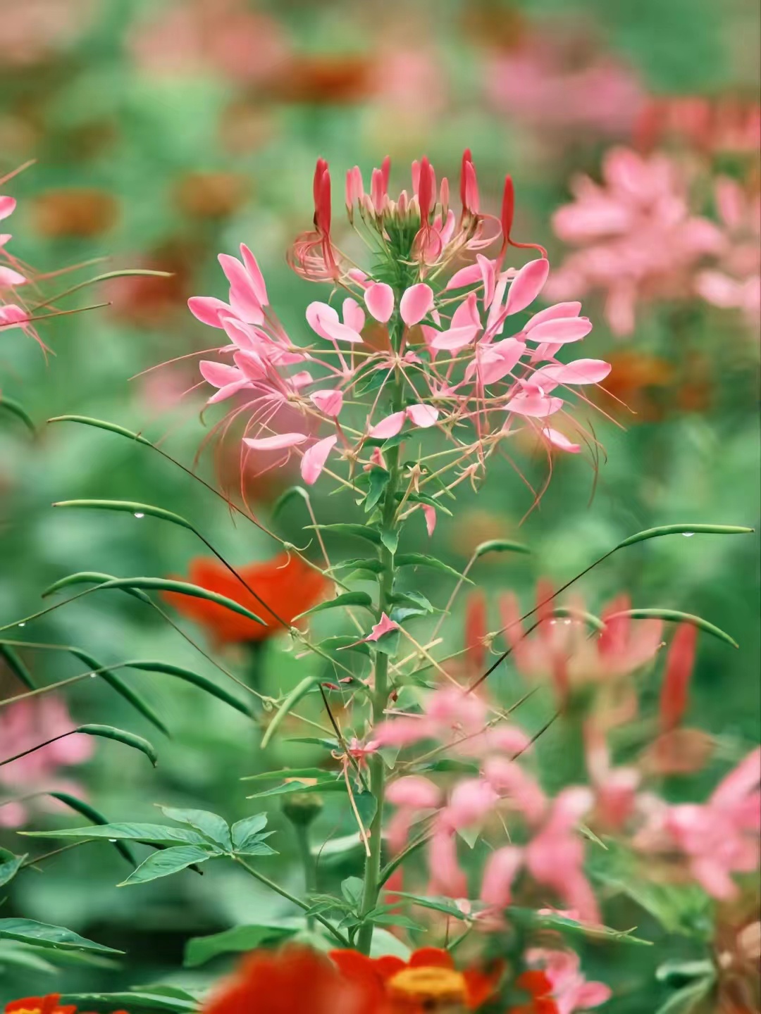 富士长焦镜头55-200拍视频怎么样,富士长焦镜头100-400多少钱二手