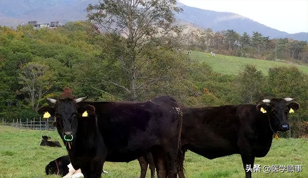世界高端牛肉品牌,世界牛肉品牌排行榜前十名