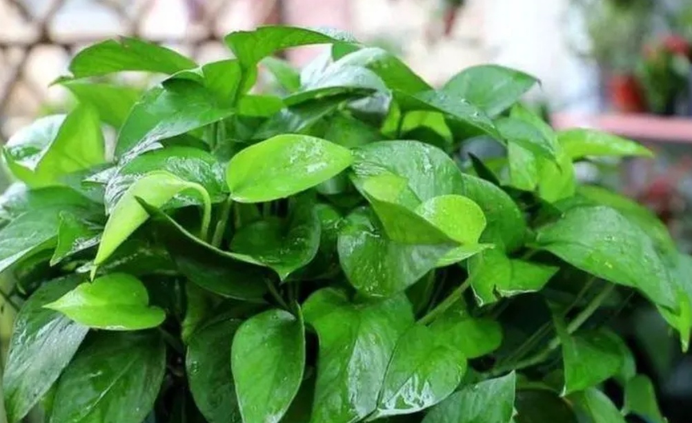 绿萝疯长,绿萝生长更快满屋绿油油