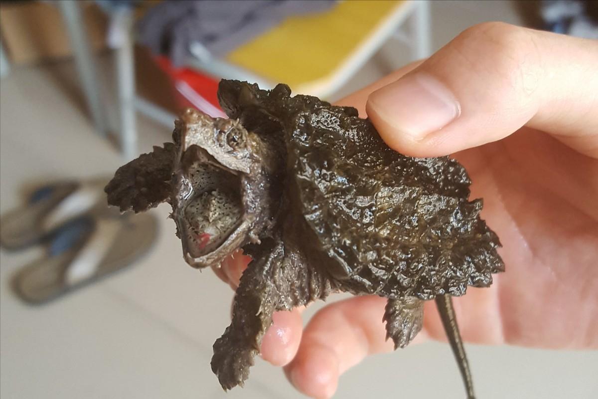 鳄龟养殖方法和注意什么,鳄龟苗子深水饲养方法