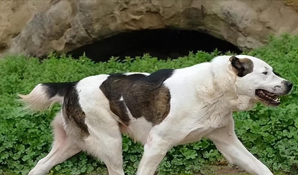 被狗追咬该如何正确保护,被狗追咬如何自救