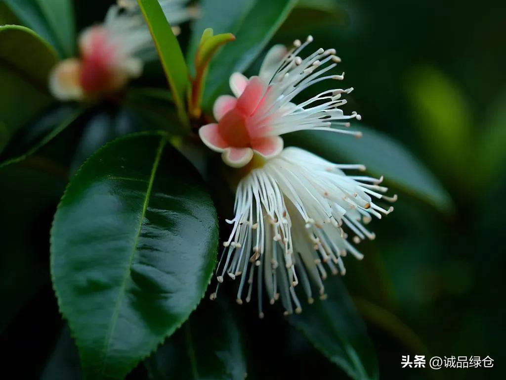 茶树树干上的树花怎么去除,怎么去除茶树上的花