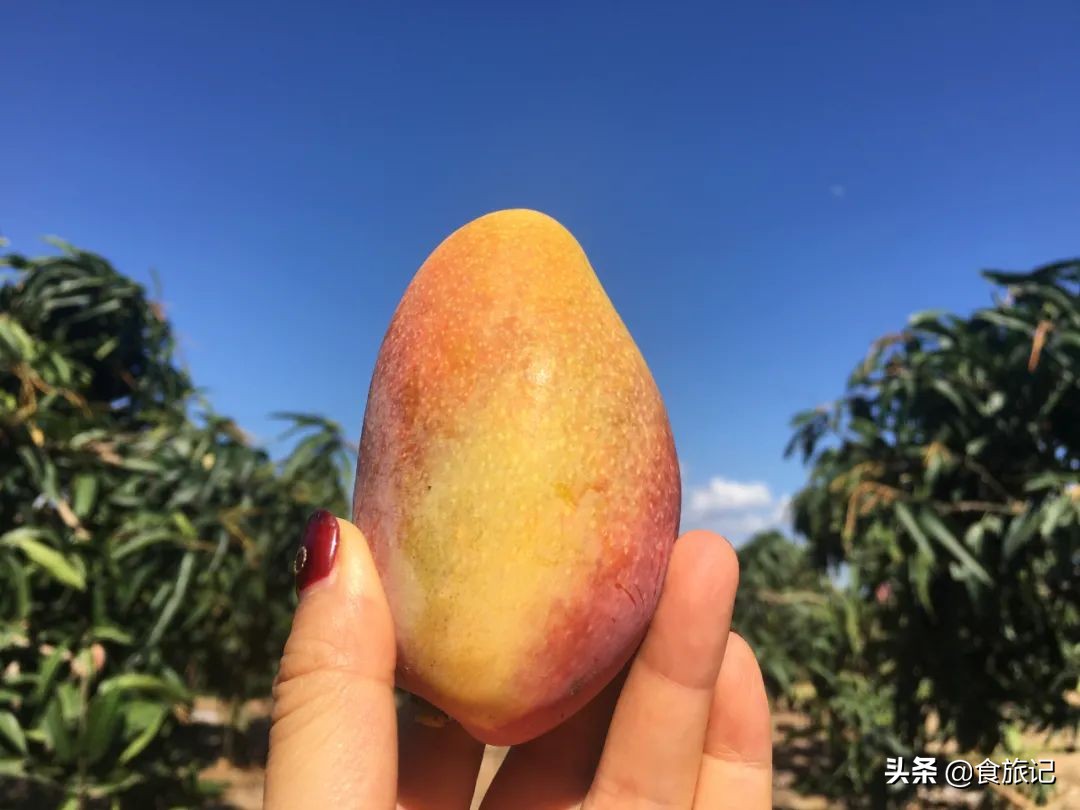海南贵妃芒树上自然熟,海南三亚树上熟得贵妃芒
