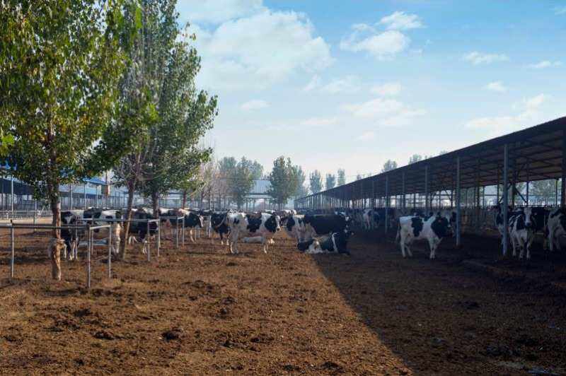 奶牛规模化养殖场建设方案,奶牛养殖场建设的标准是