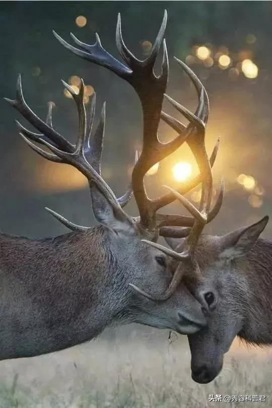 *拍偷**的夫妻生活照，羞羞的