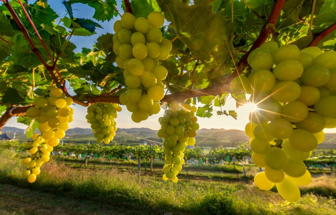 最好吃的爆浆葡萄,香甜爆汁葡萄