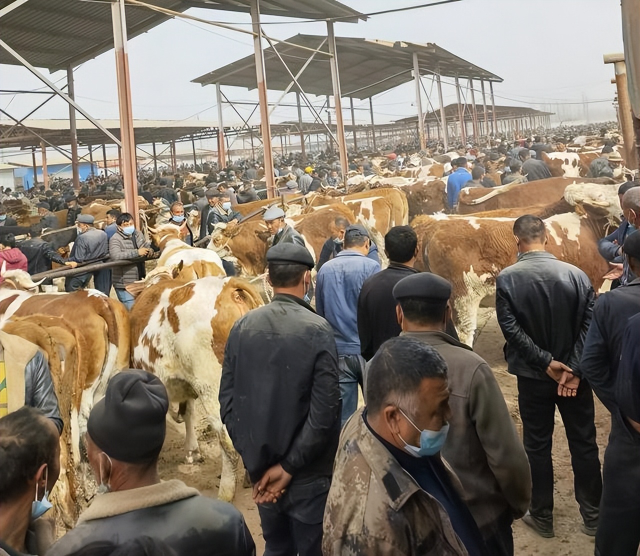 进口牛肉价格遇到什么会暴跌,牛肉价格断崖式暴跌