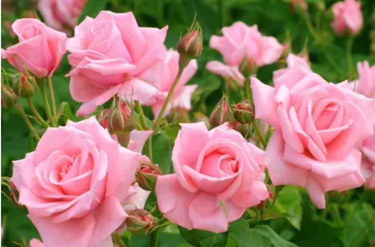 脱单寓意的花语,给脱单闺蜜送什么花语好