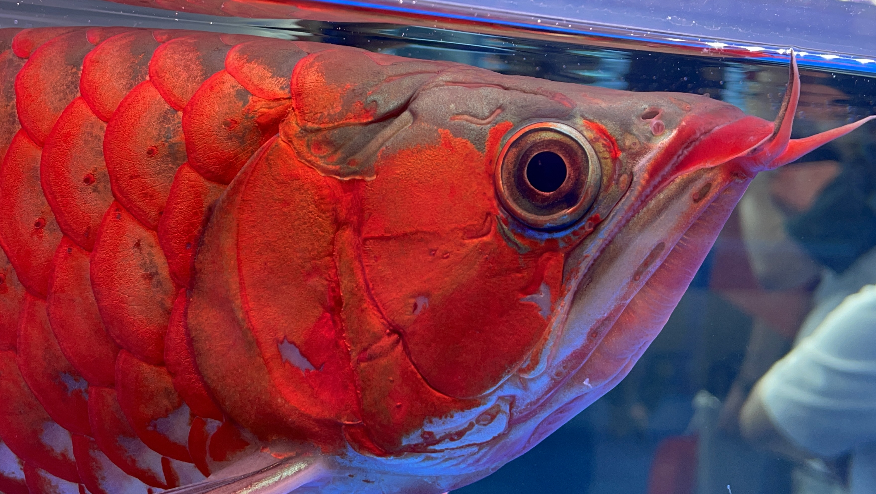 六角龙鱼换水的正确方法,龙鱼换水受惊吓了怎么办