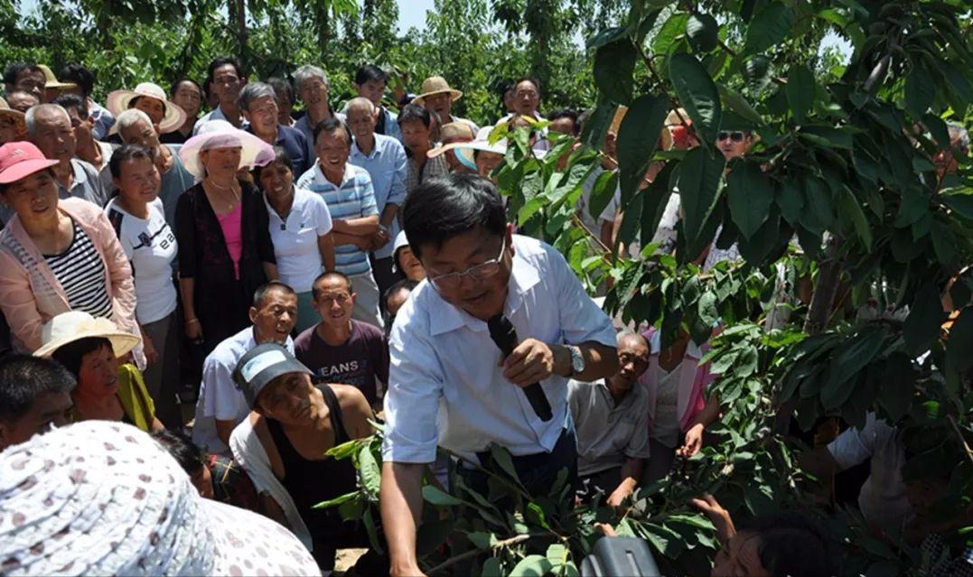 樱桃病虫害防治及管理专家,樱桃病虫害周年管理技术讲解