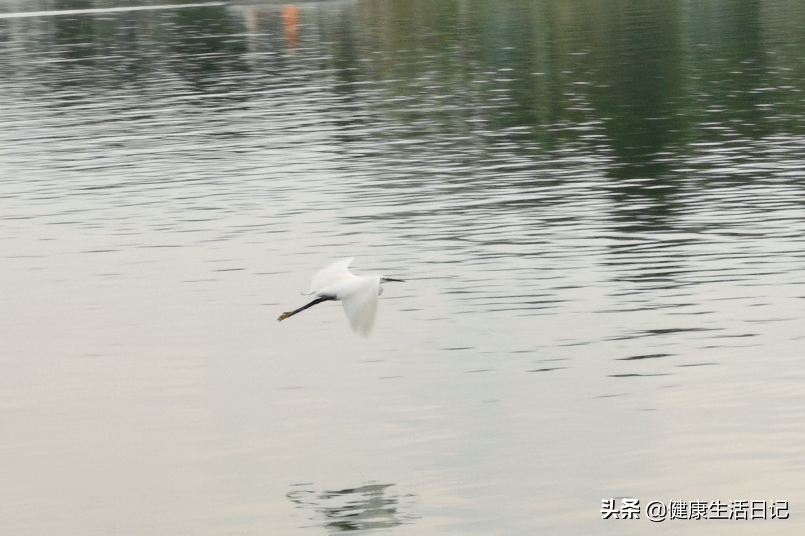 上海美兰湖度假,上海美兰湖好去处
