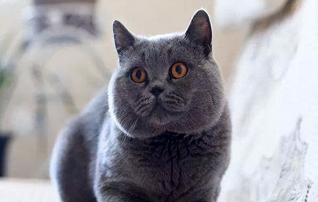 为什么说蓝猫笨,为什么蓝猫突然不值钱了