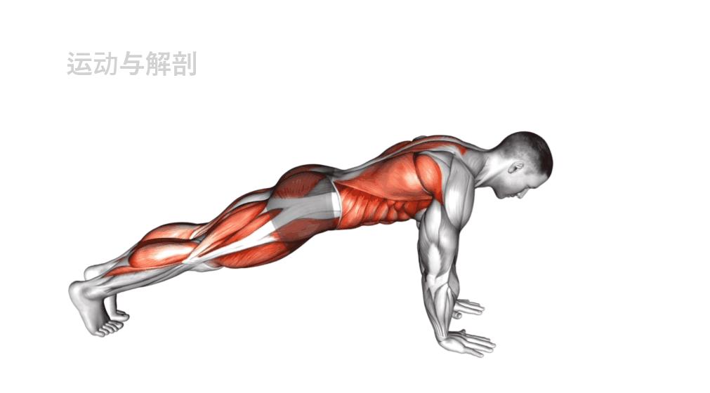 零基础居家健身动作教学,家庭健身动作教程动图