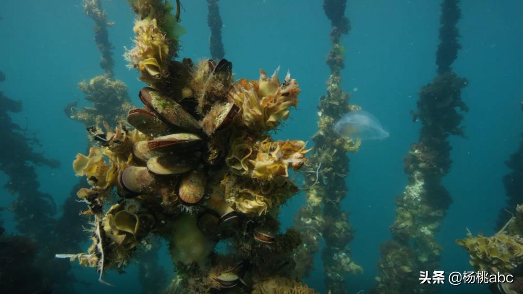 夜宵海鲜高蛋白,晚上夜宵吃什么海鲜不发胖