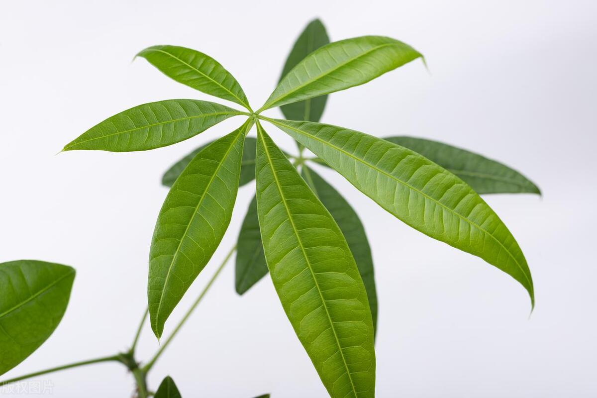 为啥发财树叶子上有黄斑,发财树叶子有黄斑多菌灵