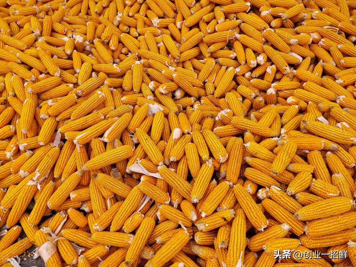 玉米秸秆二次加工解决方案,玉米秸秆变废为宝创业项目