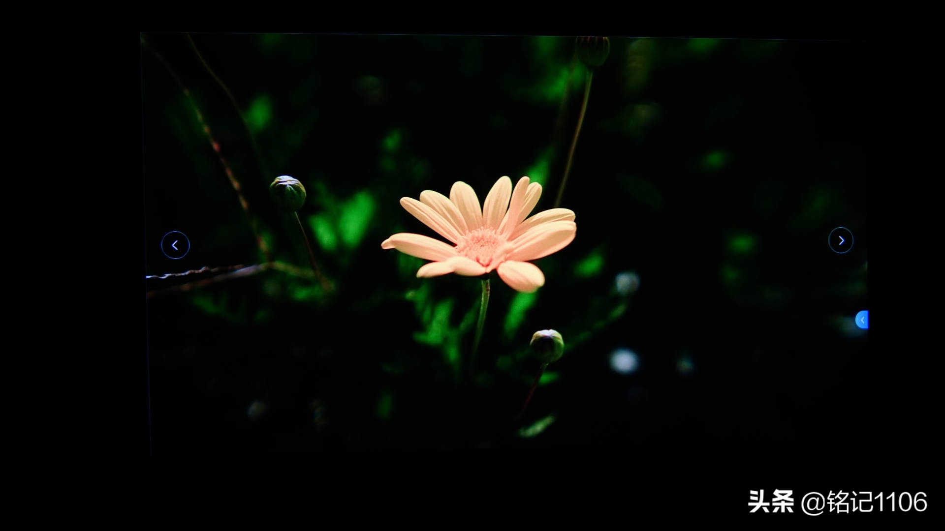 小明q1pro投影仪和米家投影仪,小明q1pro和极米newz6x投影仪哪个好