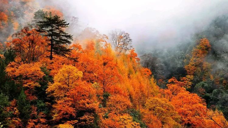 四川光雾山风景视频,光雾山旅游景区