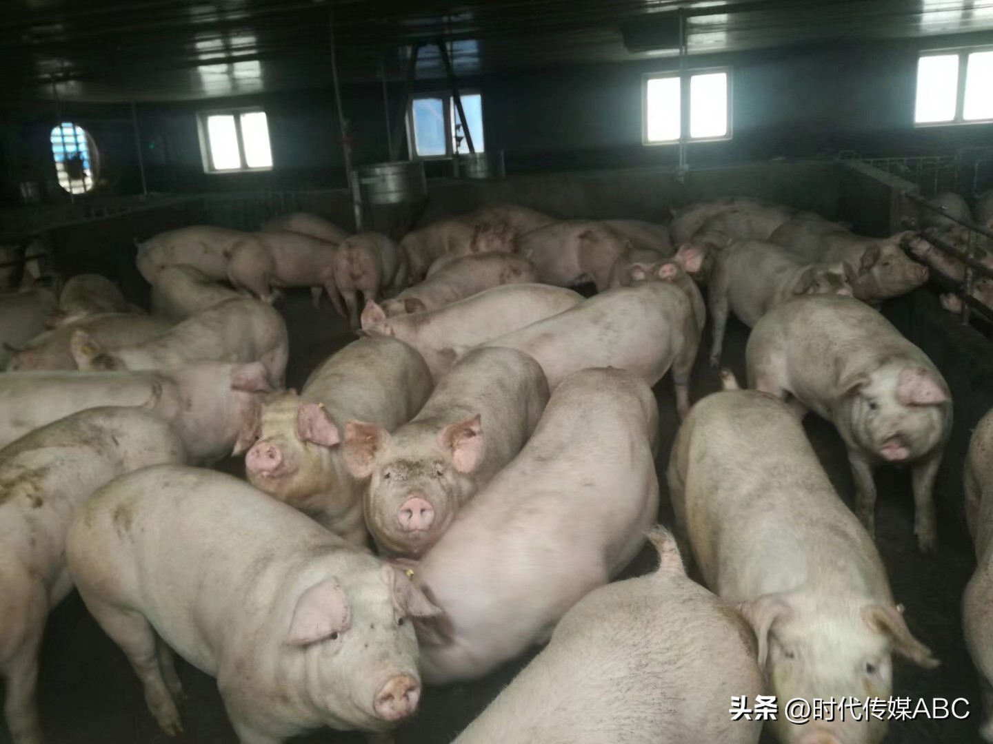 乡村振兴领头雁群众致富引路人,乡村振兴村民致富领头雁