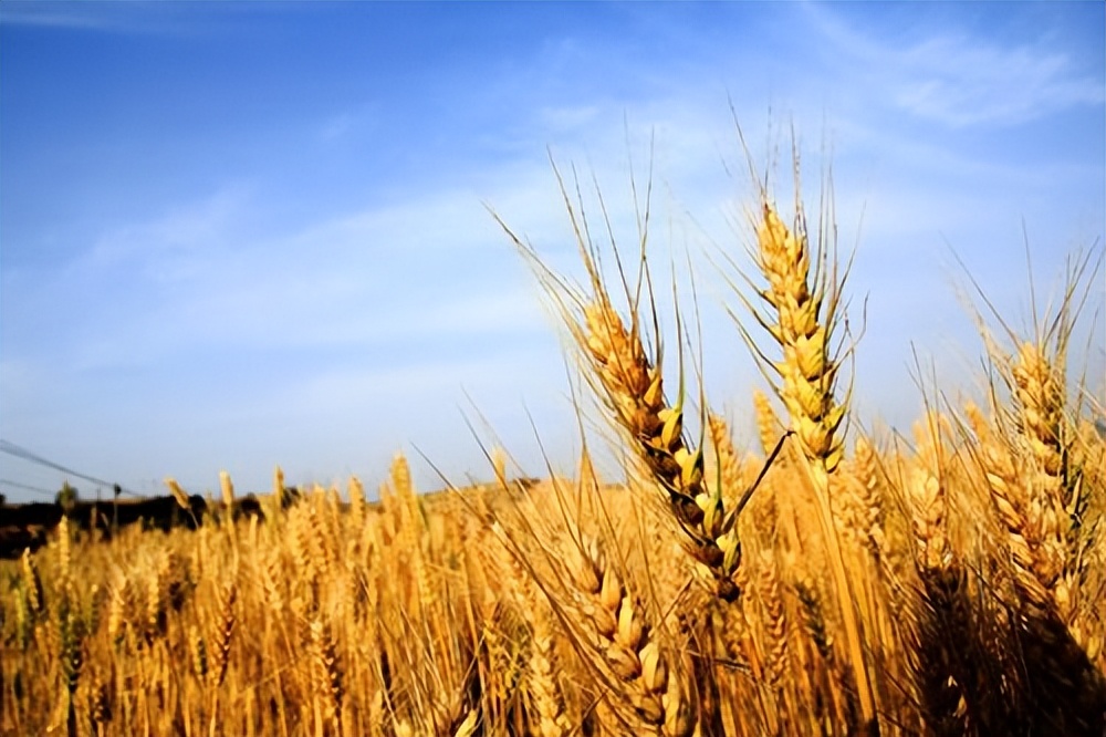 又到了麦稍要黄的季节，北方的这4种水果，也到了成熟的时刻