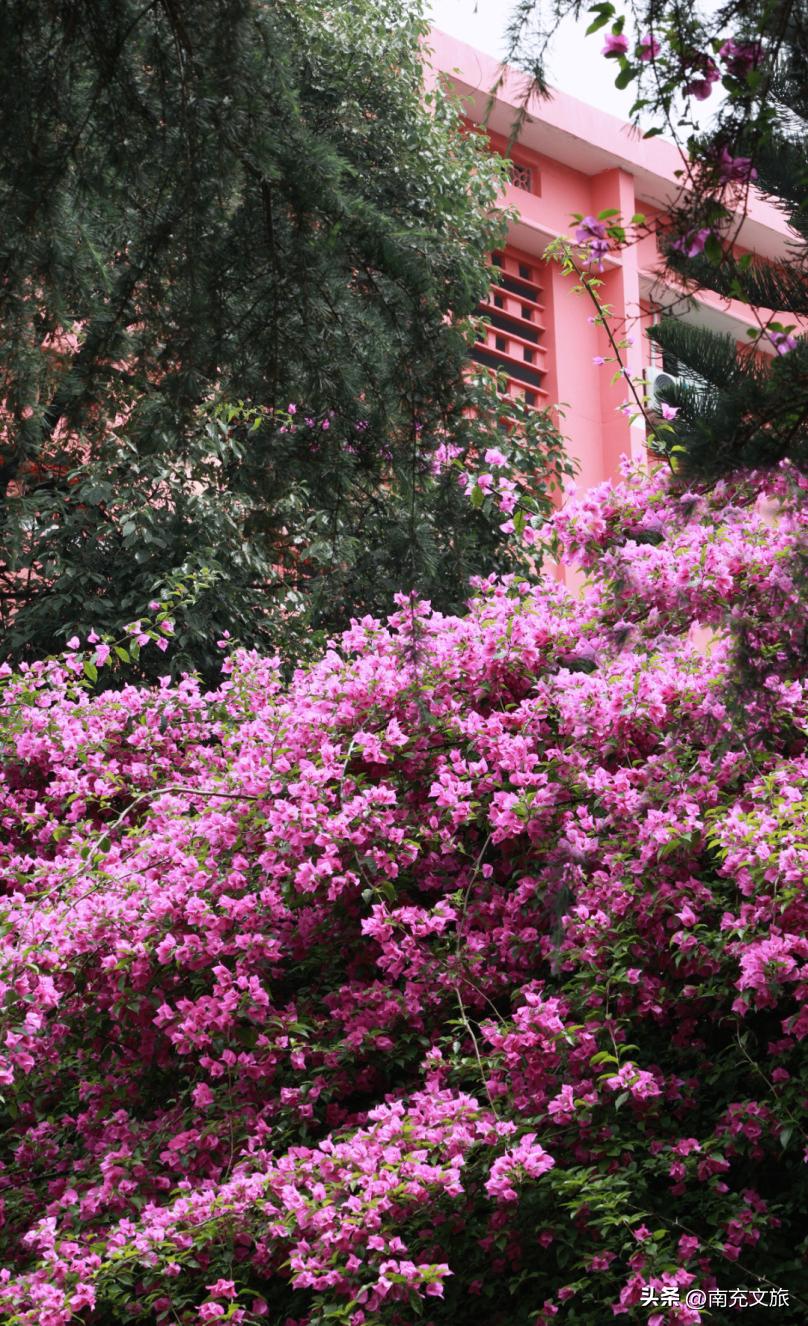 当南充美景遇上“多巴胺”这就是想象中夏天的样子！