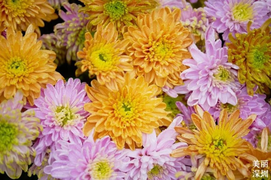 12月深圳赏花公园,11月份深圳哪个公园花好看