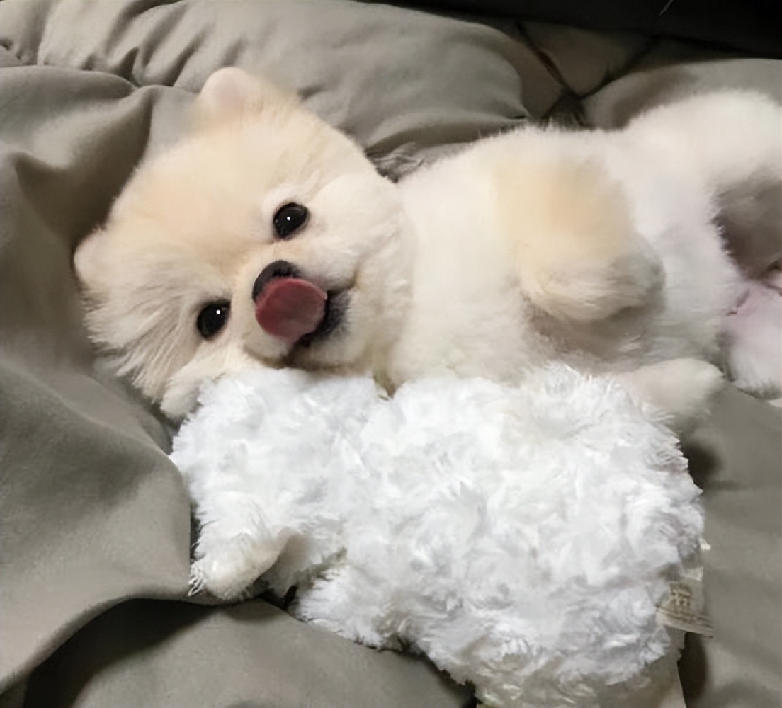 狗狗的最高年龄是多大,狗狗一年相当于人类多少年