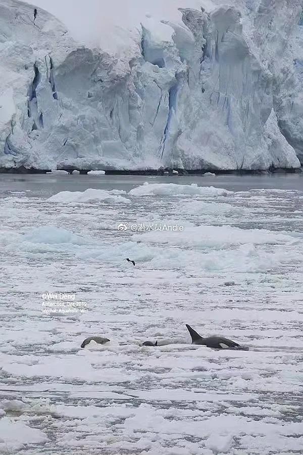 我在南极养企鹅,我在南极的日子