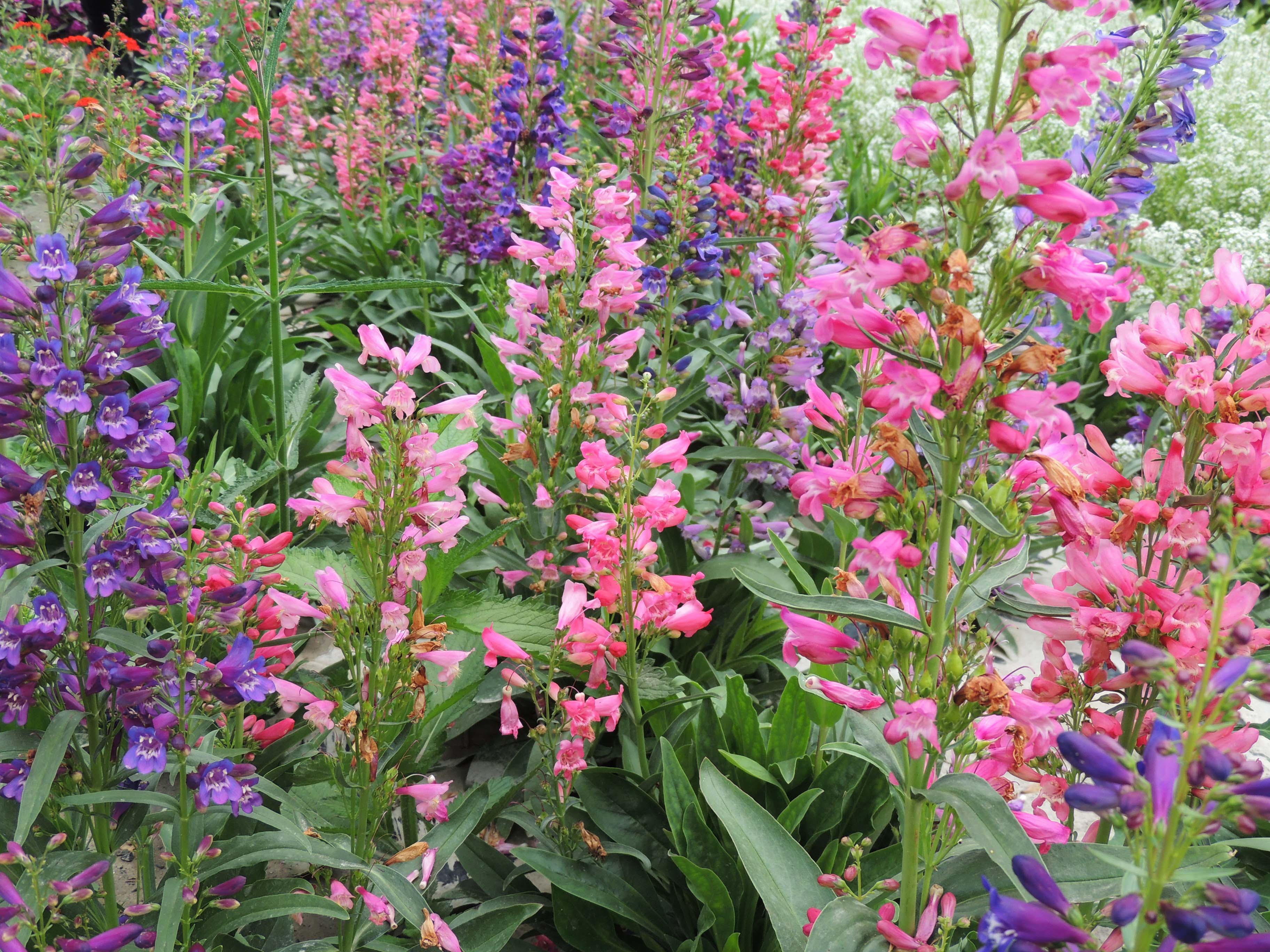 芒种时开得最好的花,芒种对应的花