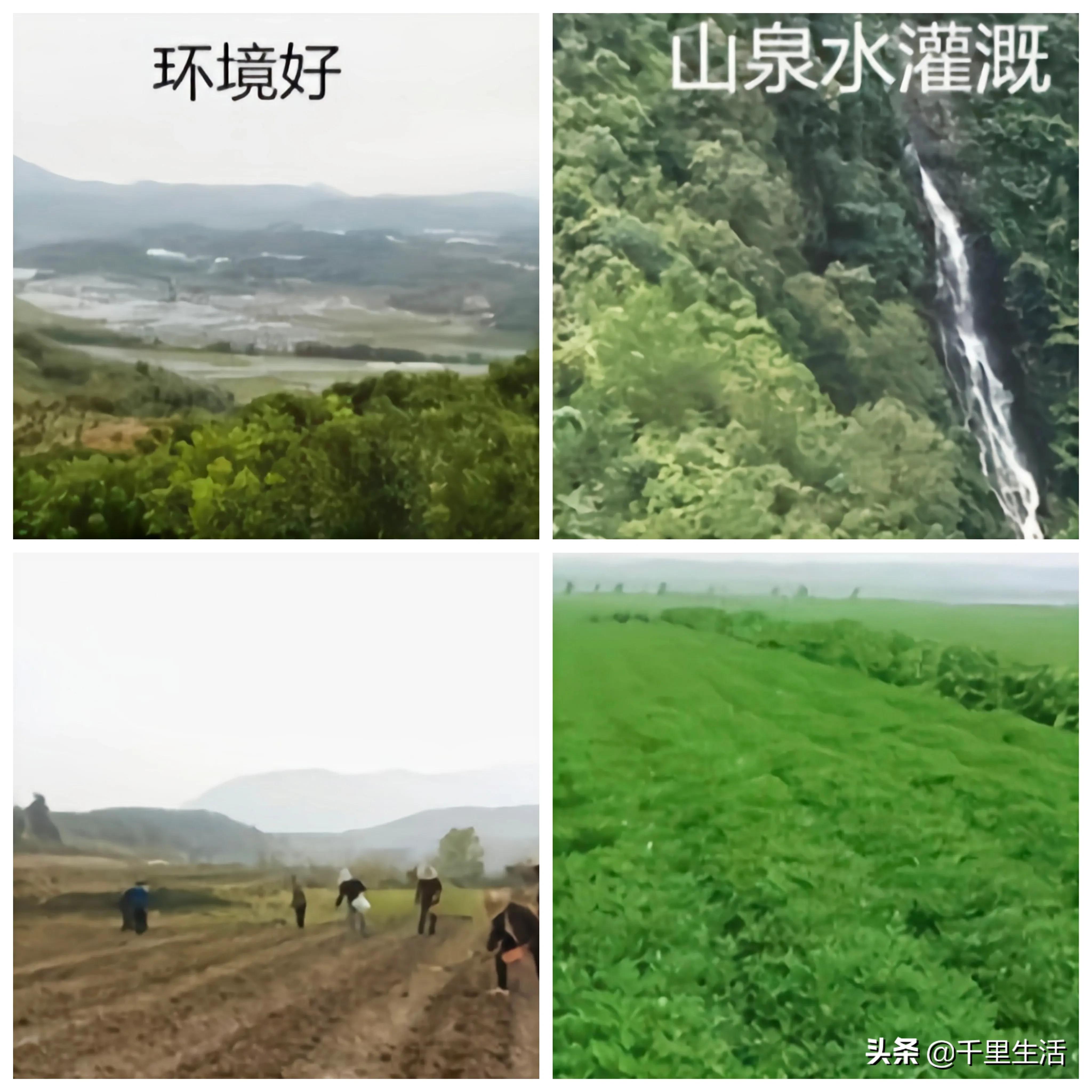 龙岩湿烤花生，龙岩人订婚时的必备“信物”，让人吃得不肯罢手
