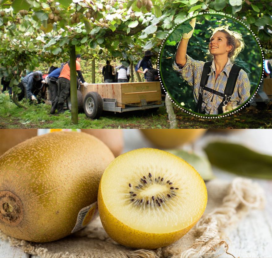 “新西兰”现状:带你看看一个真实的新西兰