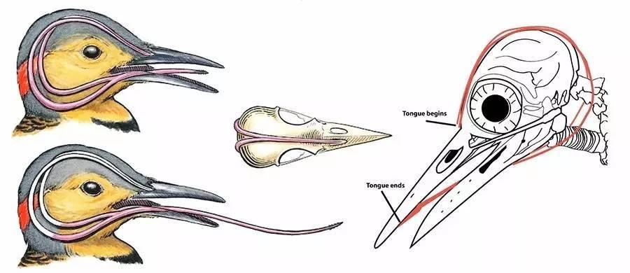 舌头是最强韧有力的肌肉，为什么人类不进化出用舌头打架？