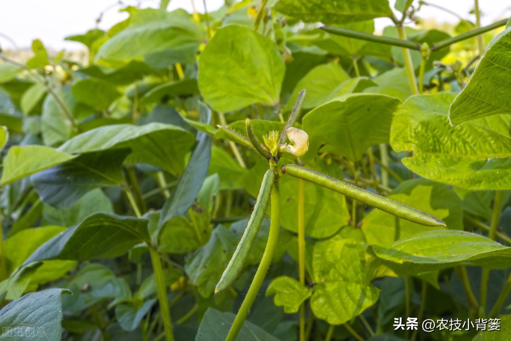 绿豆种植方法及种植时间,绿豆怎么种植和生长过程