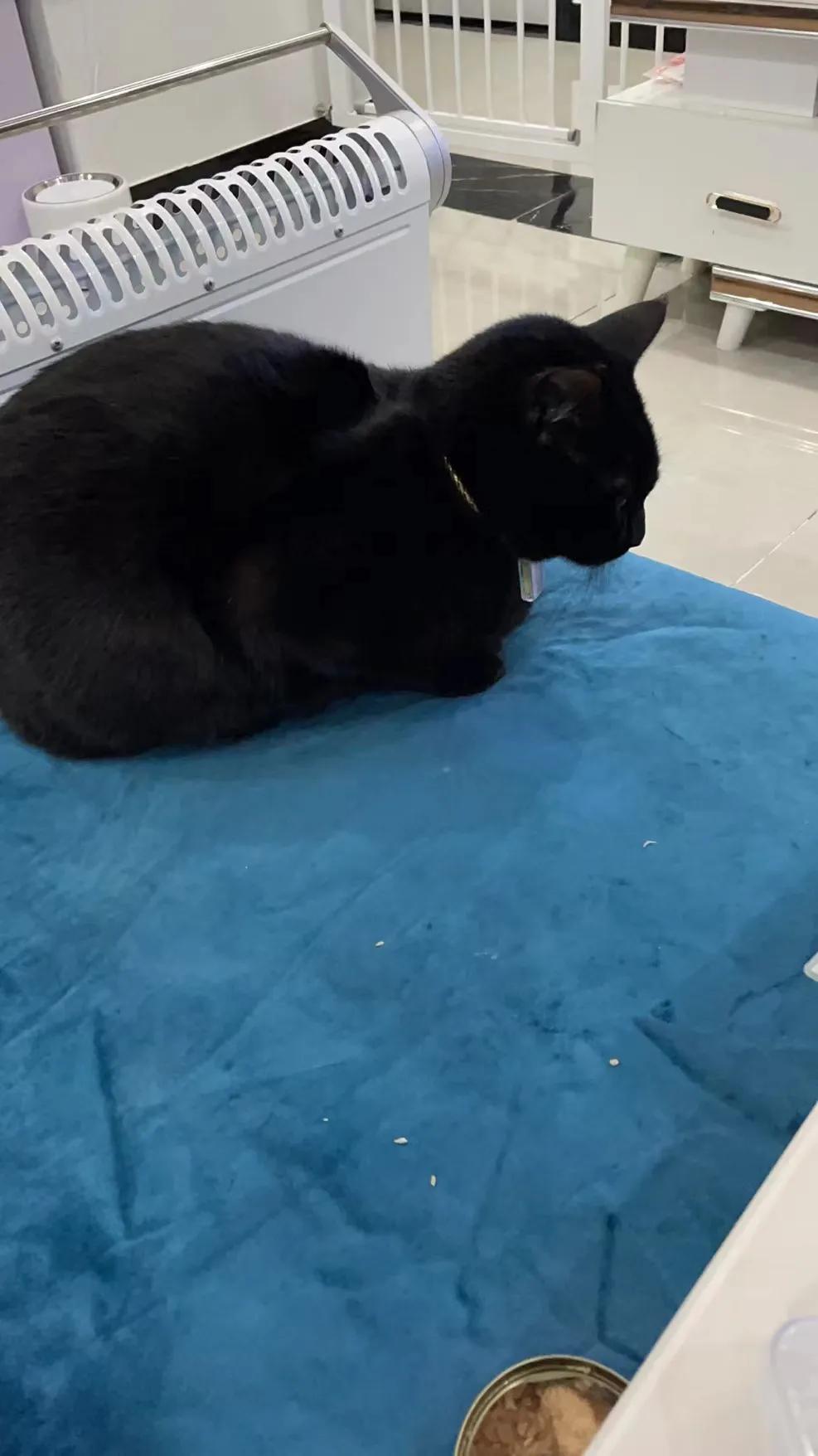 猫膀胱结石中医,治猫咪尿结石中药