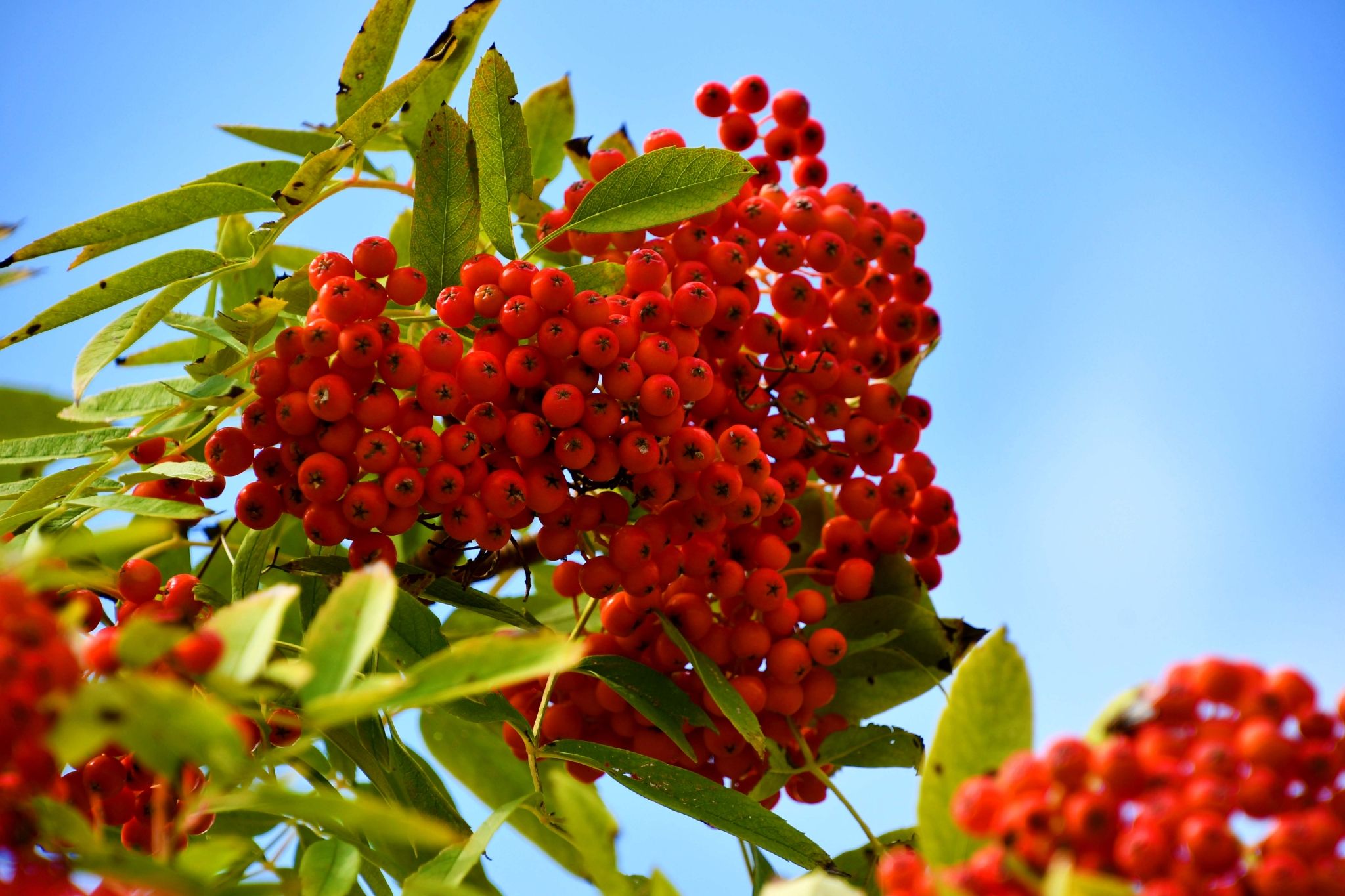 花楸木材优缺点,欧洲花楸极佳园林观赏树种