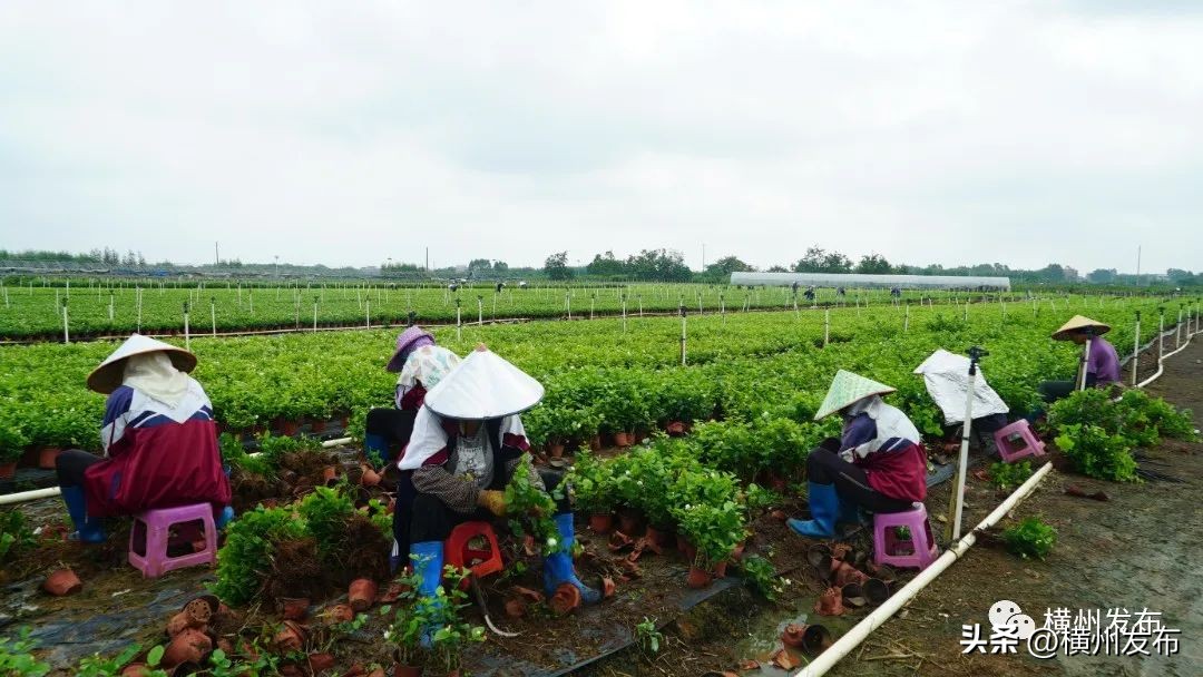 茉莉花盆栽批发南宁,正宗茉莉花盆栽安徽发货