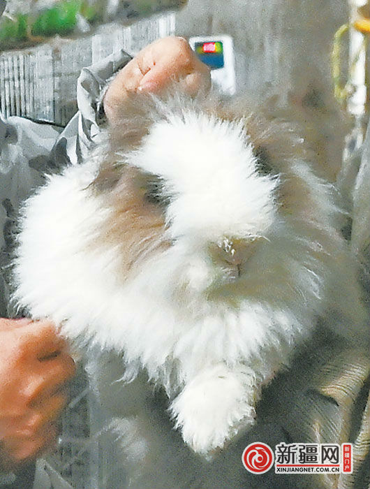 乌鲁木齐：养殖宠物兔走上致富路