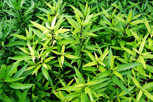 香料草果去核吗,毕节草果花香料