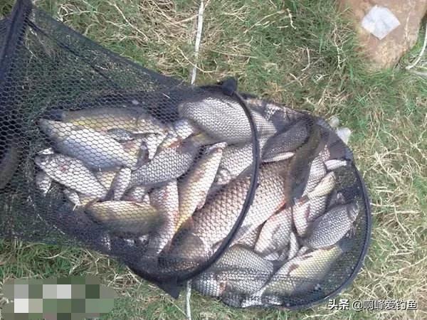 骆马湖钓鱼怎么样了,现在骆马湖钓鱼情况怎么样