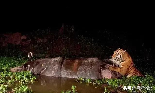 虎王战斗力前十排名,虎王战斗力排名前十介绍