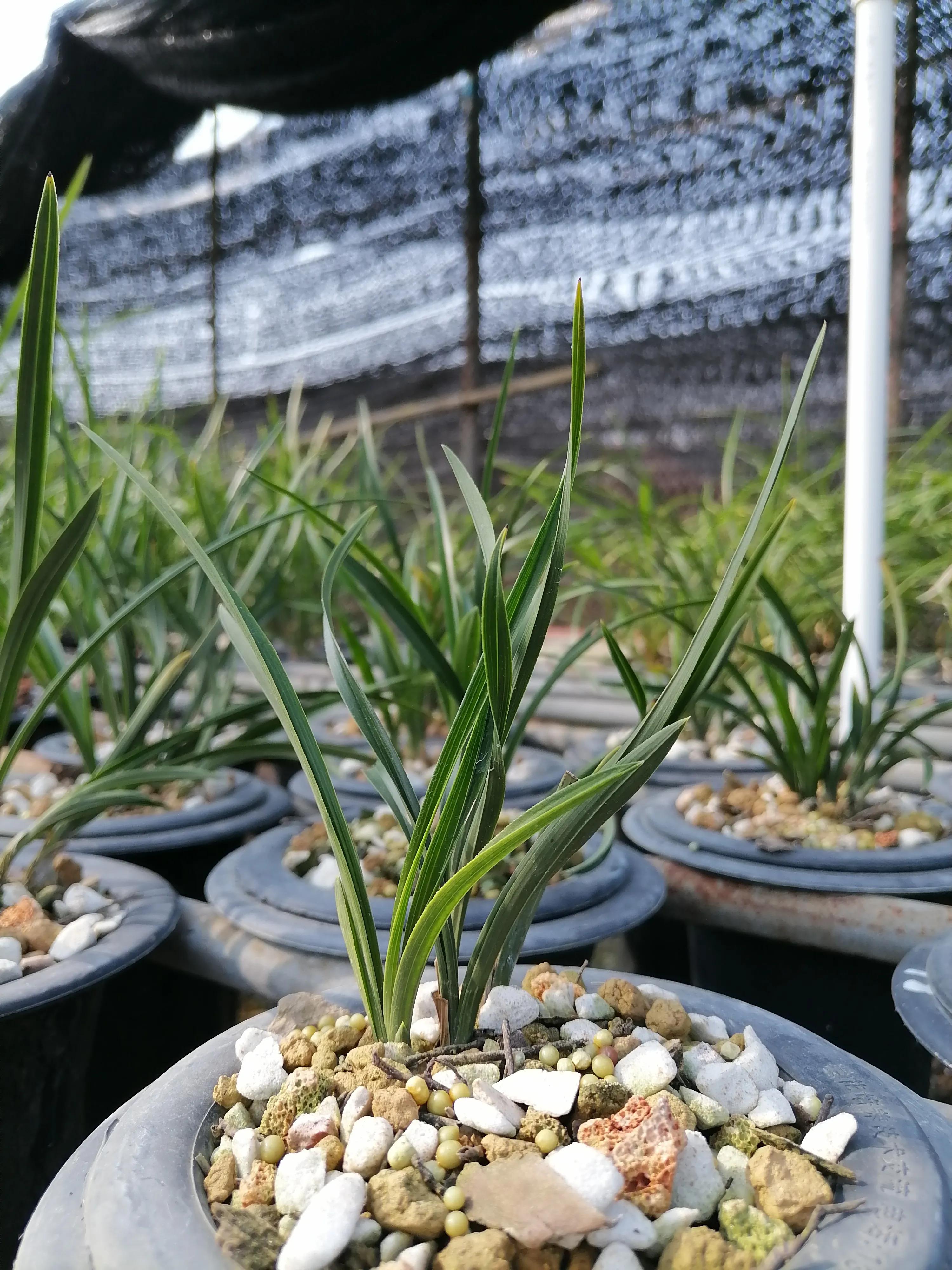 叶型最好看的兰花,浅谈对兰花的认识